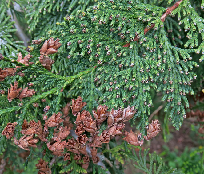 thuja1