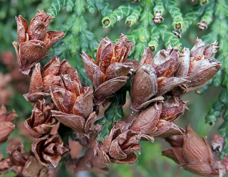 thuja2