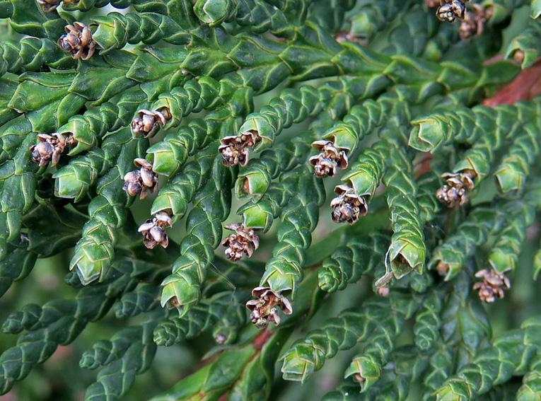 thuja3