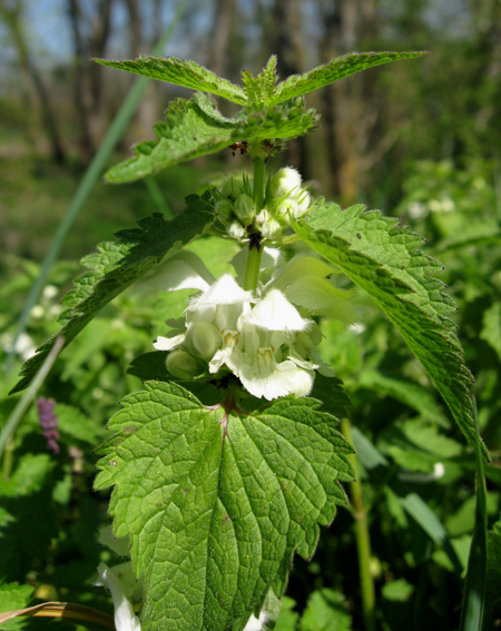 Lamium1