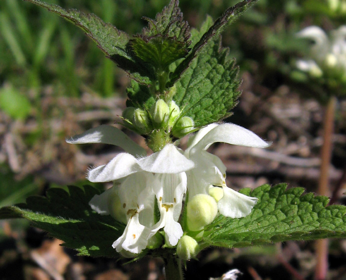 Lamium2