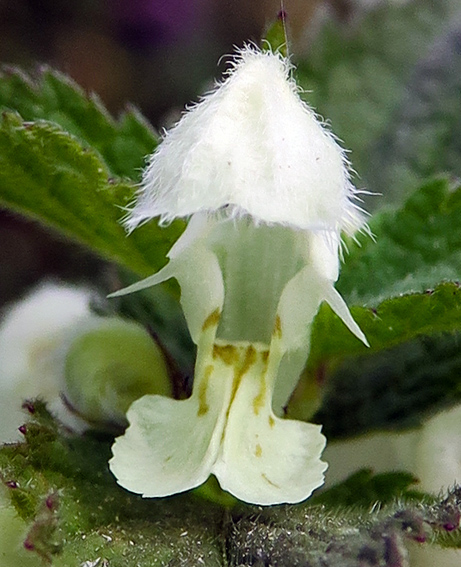 Lamium4