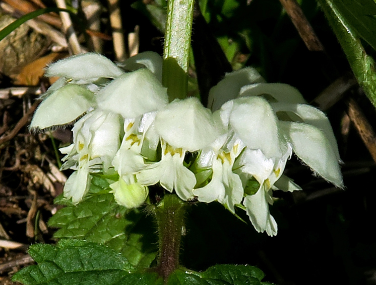 lamium1a