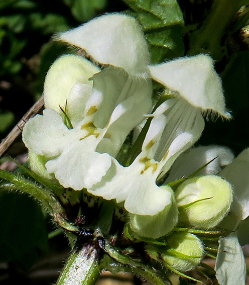 Lamium3