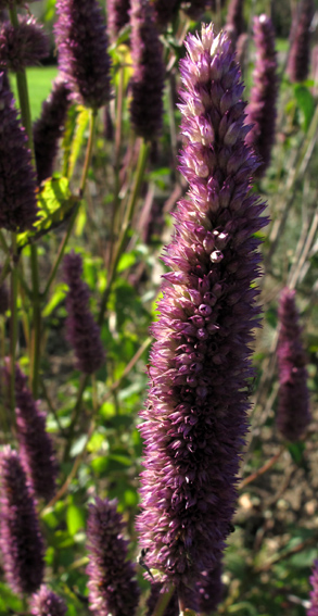 Agastache1