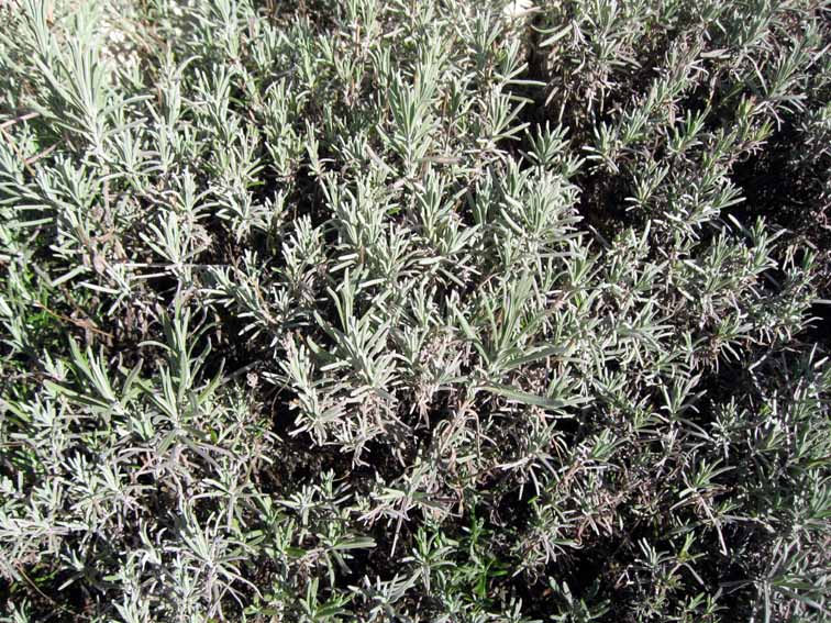 Lavandula1