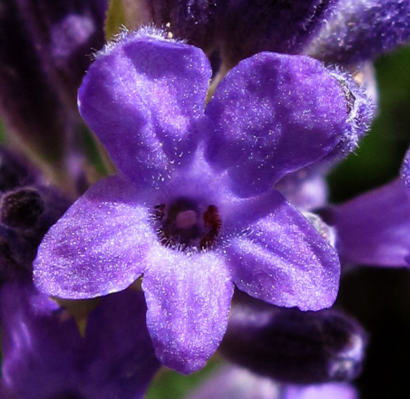 Lavandula4a