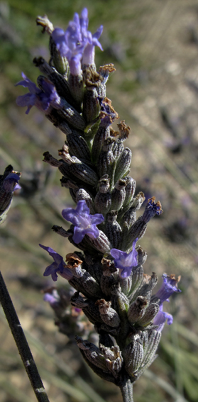 Lavandula6