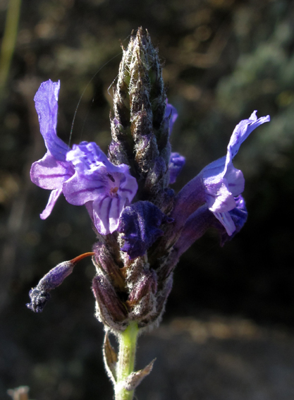 Lavandula10