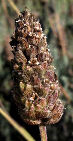 Lavandula8