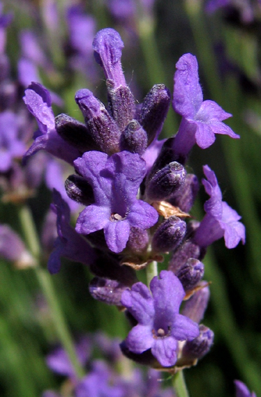 Lavandula3