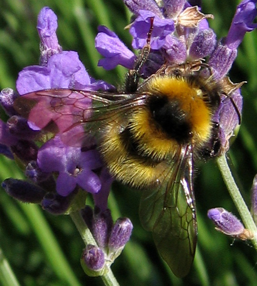 Lavandula4