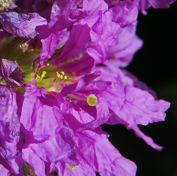 Lythrum4c