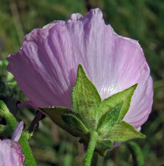 Malva14