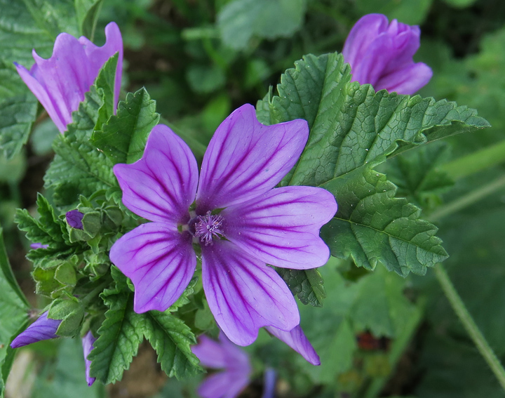 Malva2