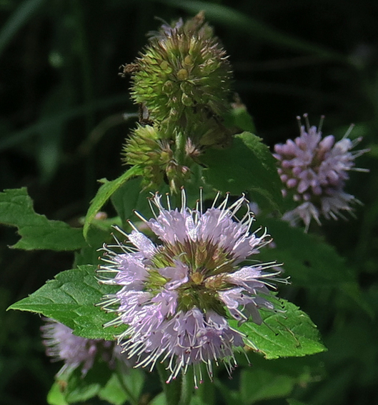 Mentha2c