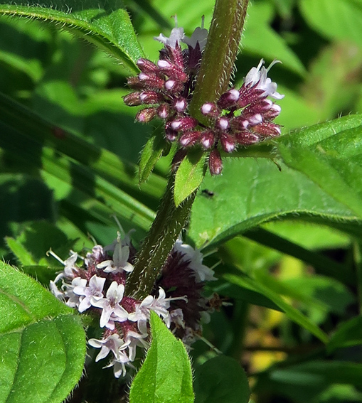 Mentha15c