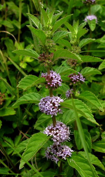 Mentha14