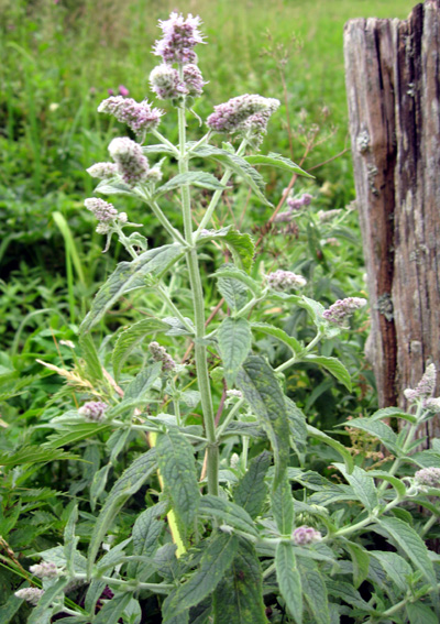 Mentha5