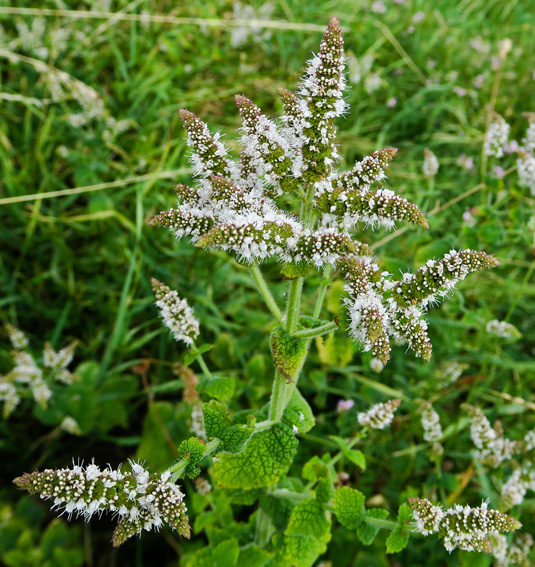 Mentha9