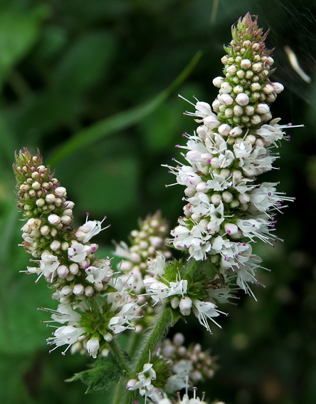 Mentha10