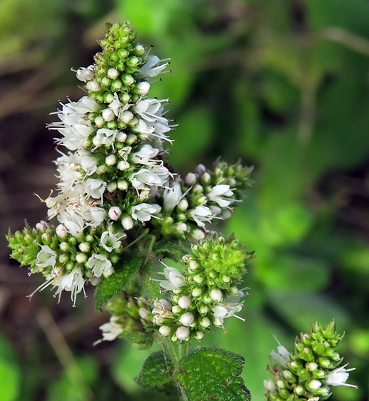 Mentha10c