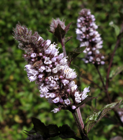 Mentha12