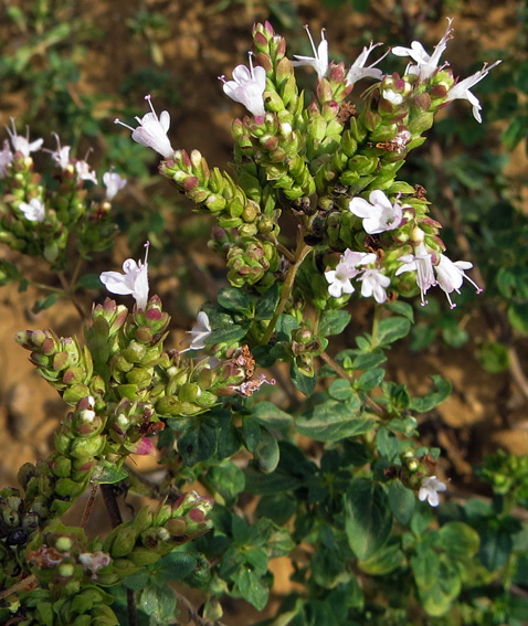 Origanum7