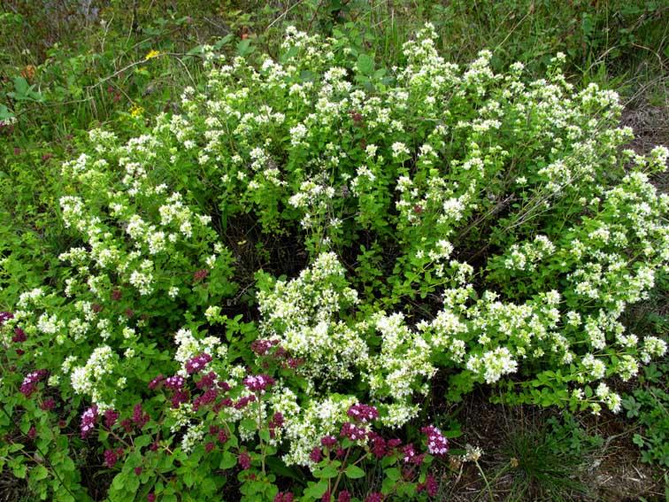 Origanum4