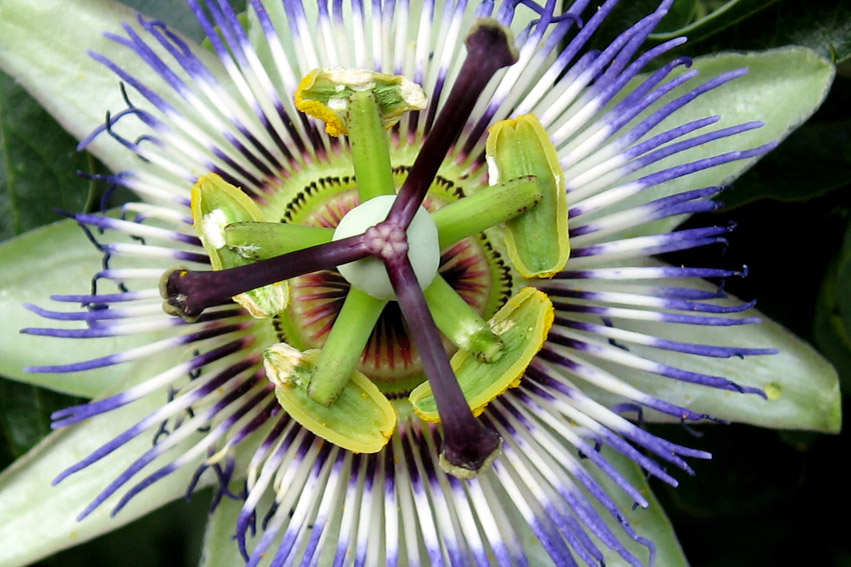 Passiflora2