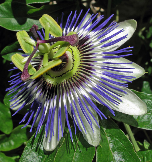 Passiflora5a