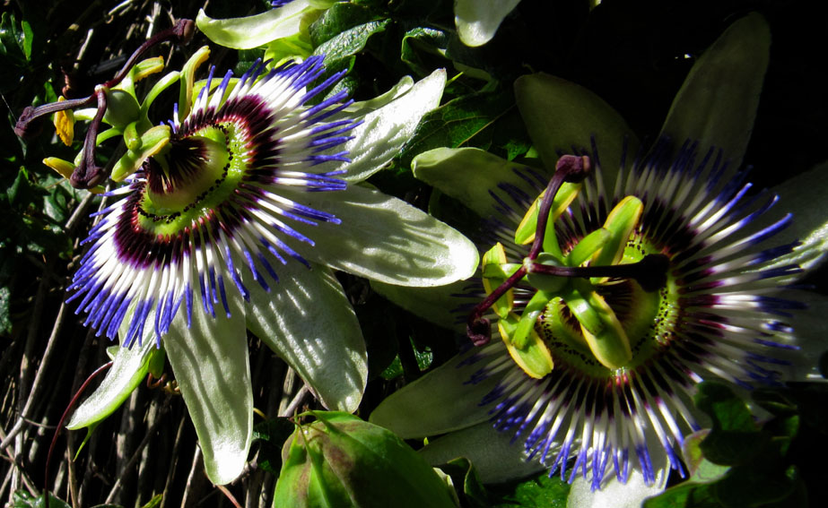 Passiflora4