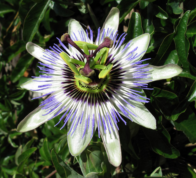 Passiflora1