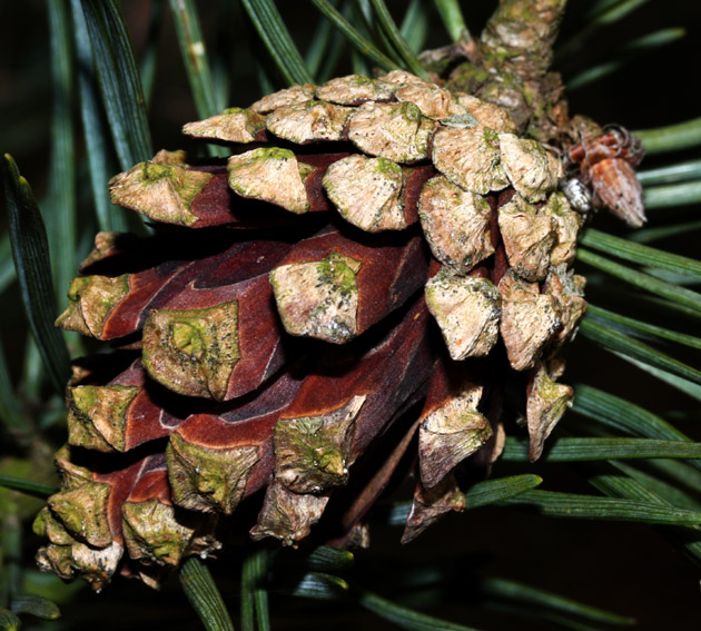 Pinus6