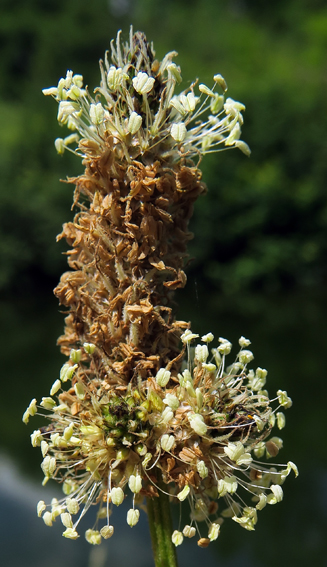 Plantago7