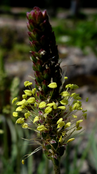 Plantago10
