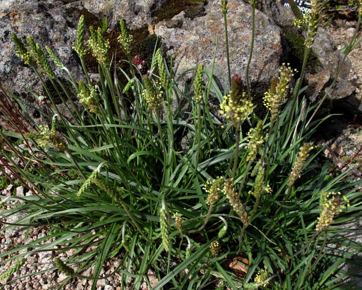 Plantago9