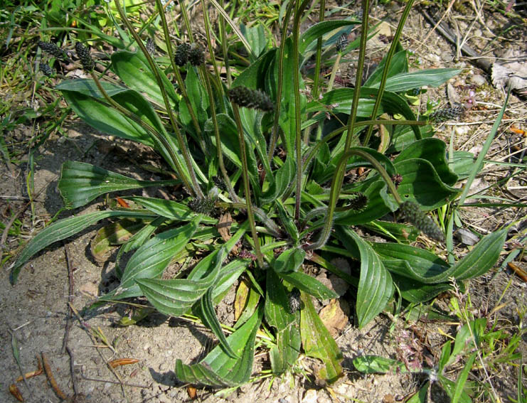 Plantago5