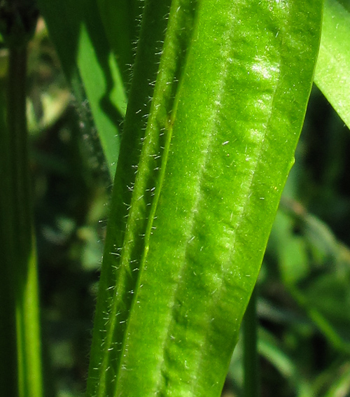 Plantago5b