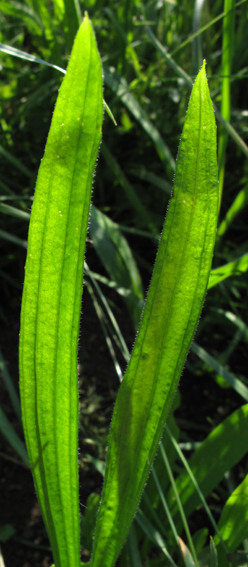 Plantago5a