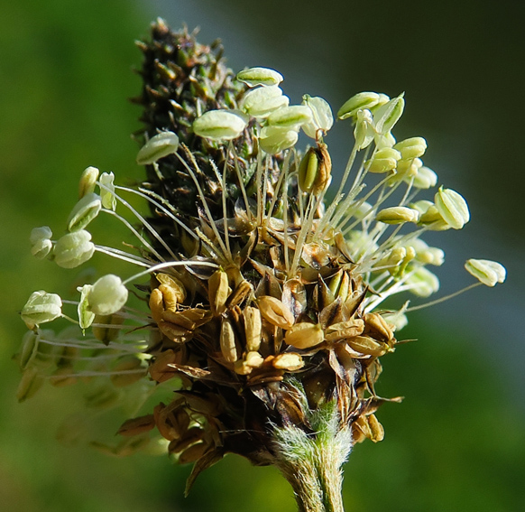 Plantago6