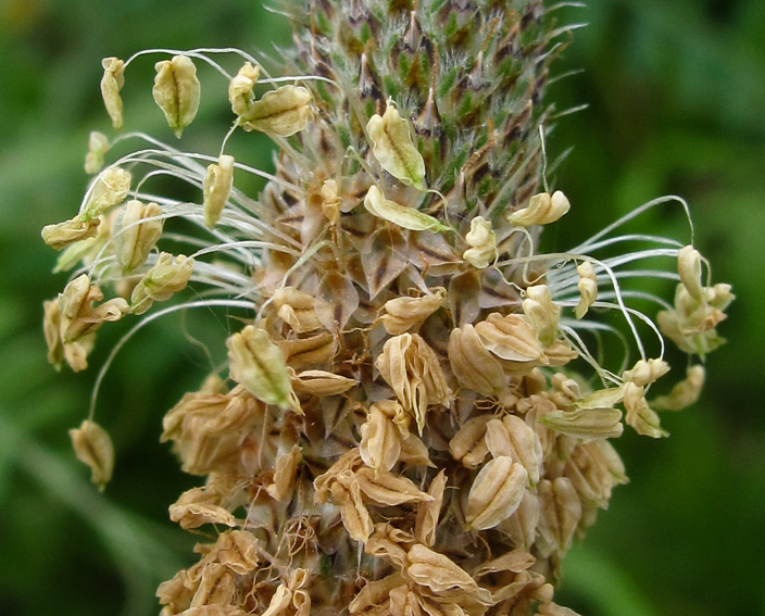 Plantago8