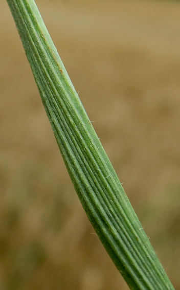 Plantago8d