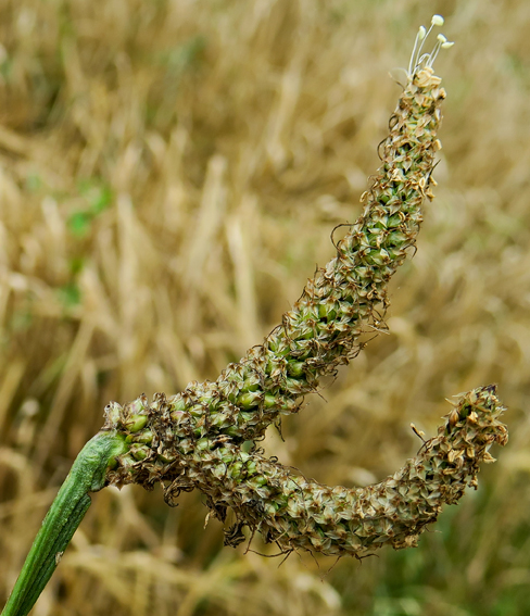 Plantago8c