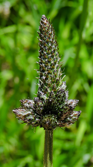Plantago8a