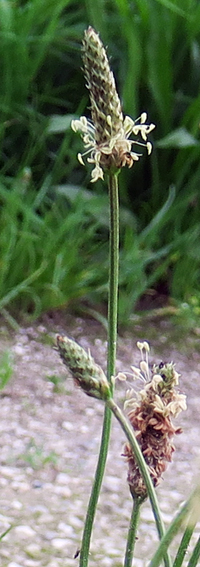 Plantago8b