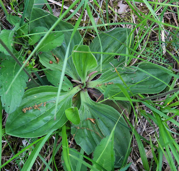Plantago1a