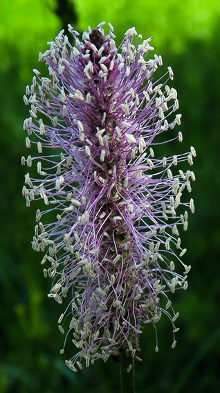 Plantago2a