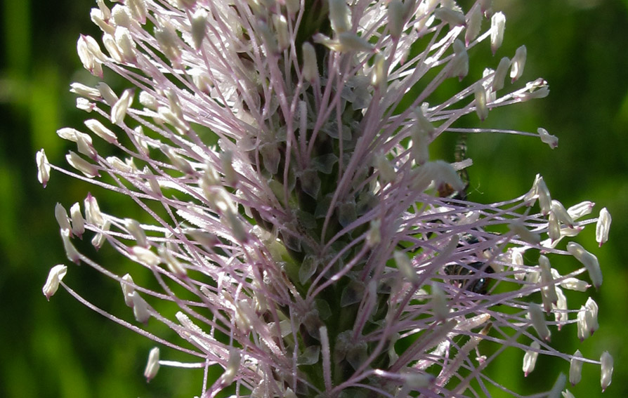 Plantago2b