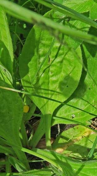 Plantago1